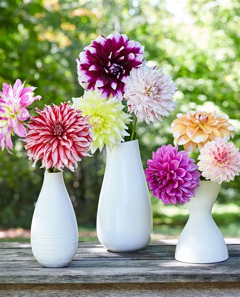 Dahlia Flowers How To Grow Cut And Arrange Them