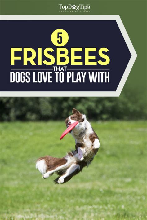 The Best Dog Frisbee Toys and Flying Discs for Dogs (2020 Review)