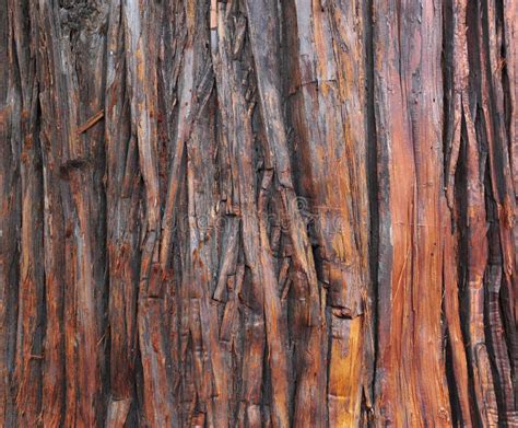 Fir Tree Bark Texture Stock Photo Image Of Color Textured 35659834