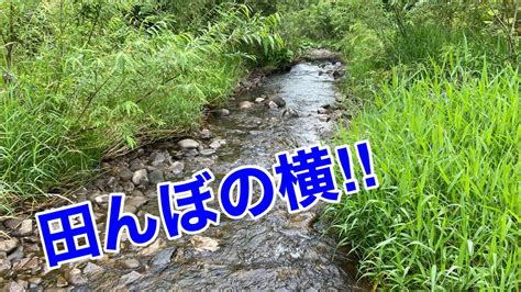 あの魚が無限に捕れる水路【ガサガサ】