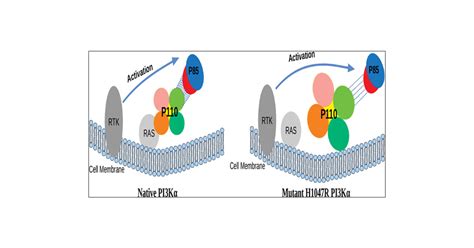 Structural Perturbations Due To Mutation H R In Phosphoinositide