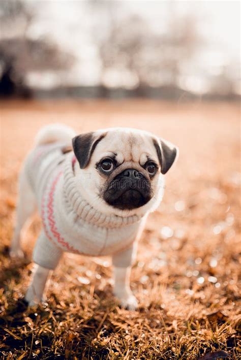 New Born Cute Pug Dog Outdoor Portrait Of Beautiful Female Puppy Pug