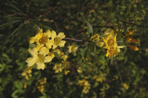 Carolina Jessamine Info Caring For Carolina Jessamine Plants