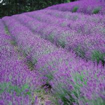 E Il Momento Di Piantare La Lavanda Come Fare Verdeblog