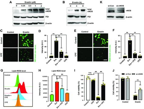 Erastin Induces NNOS Activation In HT22 Cells A B Total NNOS Levels