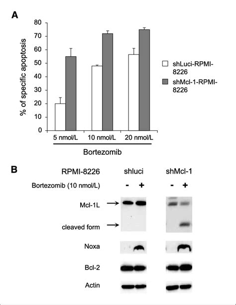 Mcl 1 Down Regulation Sensitizes RPMI 8226 Cells To Bortezomib A