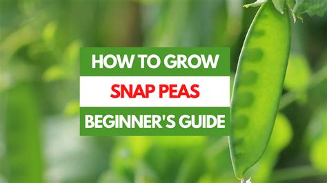 How To Grow Snap Peas A Beginners Guide Gardening Eats