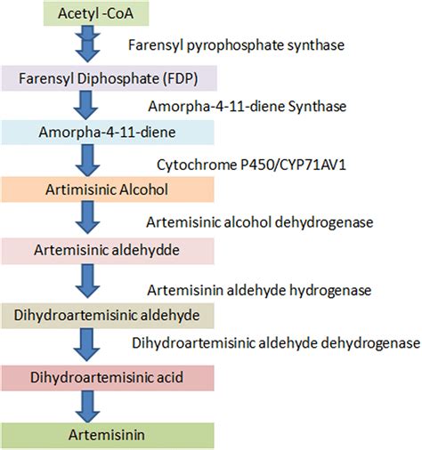 Artemisinin Biosynthesis A Schematic Diagram Of Artemisinin