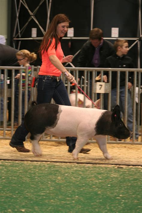 Nsr Show Sale Results Njsa Southeast Regional Crossbred Gilt Results