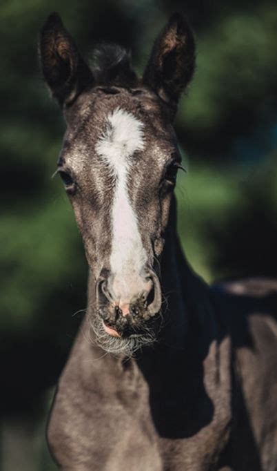 Pony club breeding badges | The British Horse Foundation