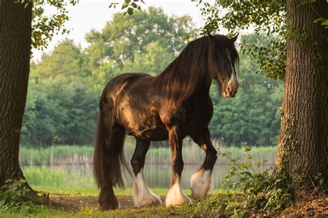 Shire Horse Aussehen Charakter And Haltung Pferd