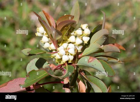 Arizona Madrone Arbutus Arizonica Santa Catalina Mountains North Of