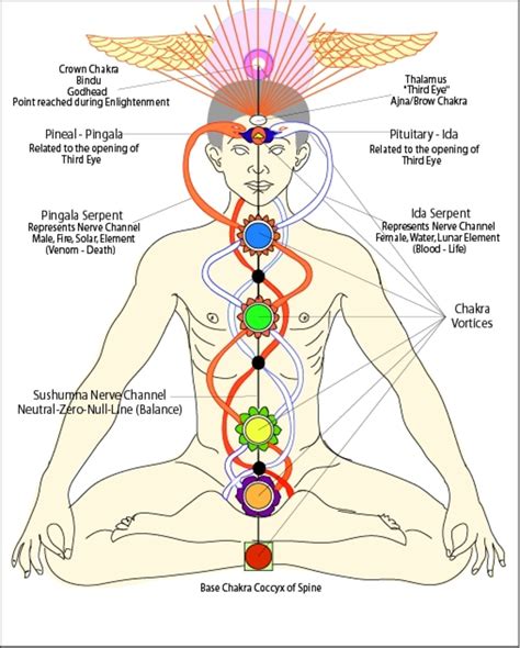 What Is The Physiology Of Kundalini And Chakras And How Kundalini