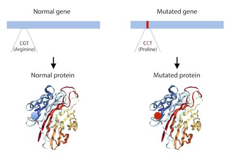 Otago Biochemistry What Causes Batten Disease Research Department