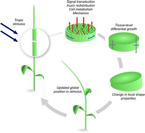 Gravitropism Diagram Clip Art