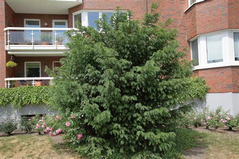 Taxus Baccata Dovastoniana Adlerschwingen Eibe W Rlein