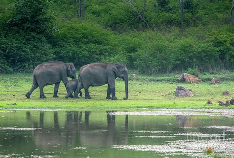 Asian Elephant Herd Photograph by Samanvitha Rao - Fine Art America