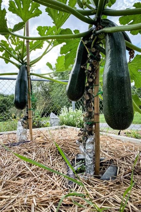 How To Plant And Grow Zucchini Guide To A Bountiful Harvest Vegetable Garden Design Growing