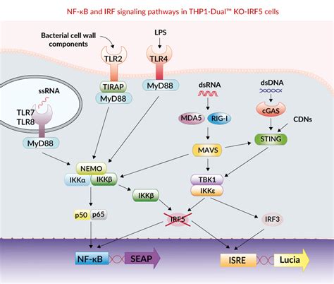 Thp Dual Ko Irf Cells Nf B Ifn Reporter Monocytes Invivogen The Best