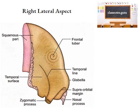 Frontal Bone Anatomy Notes Class Notes