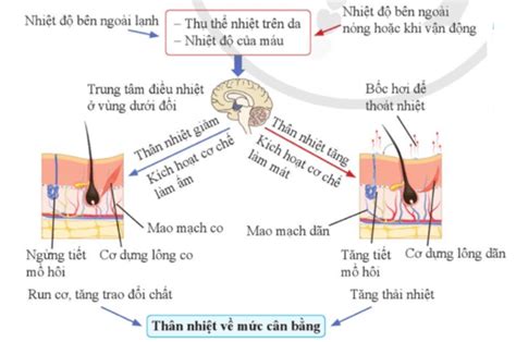 20 câu Trắc nghiệm KHTN 8 Bài 36 Cánh diều có đáp án Da và điều hòa