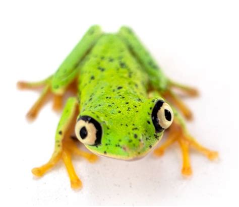 Lemur Tree Frog Agalychnis Lemur Captive Bred