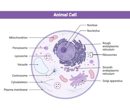 Predicting the Effects of Internal Membranes & Membrane Bound ...