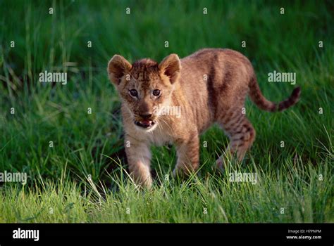 African Lion Panthera Leo Cub Portrait Moremi Wildlife Reserve