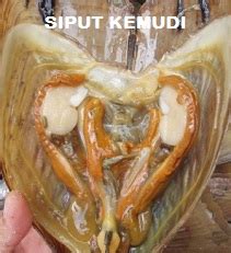 SIPUT KEMUDI - KENALI DIA | PERTANIAN REZEKI