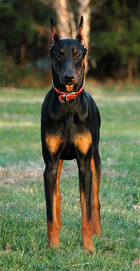 Doberman - Dogs breeds | Pets