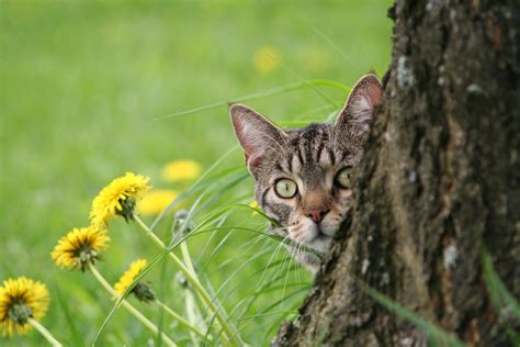 Brown Tabby Cat Hiding In Tree · Free Stock Photo