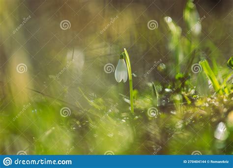 Snowdrop Galanthus Nivalis First Spring Flower White Flower With