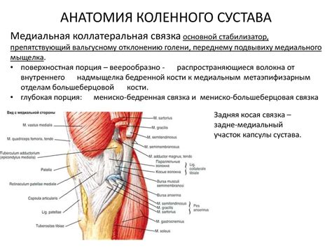 Основы хирургической анатомии и обследование пациента с патологией ...