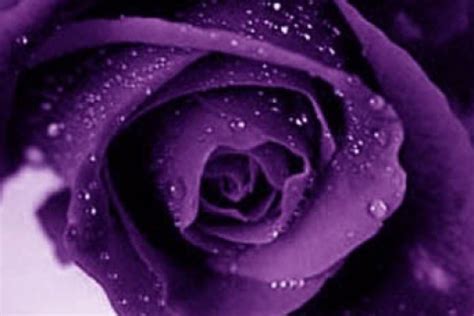 Free Download Purple Rose Flowers Flower Hd Wallpapers Images Pictures Tattoos 1020x680 For