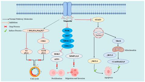 Molecules Free Full Text Anticancer Potentials Of The Lignan