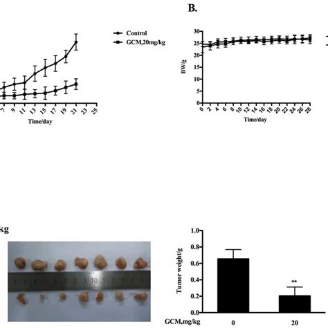 Gcm Suppresses Tumor Growth In Preventive Hepg Xenograft Model Gcm