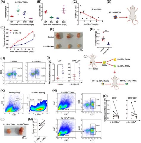 IL15Rα TAMs inhibit the infiltration of CD8 T cells in the tumor