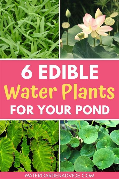 6 Edible Water Plants In 2020 Water Plants Pond Plants Water Garden Plants