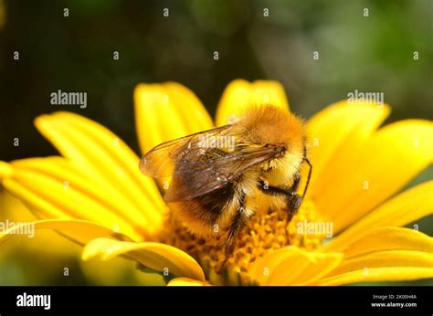 Common carder bee Stock Photo - Alamy