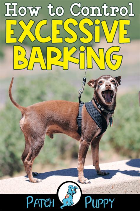 How Do You Train A Dog Not To Get Excited