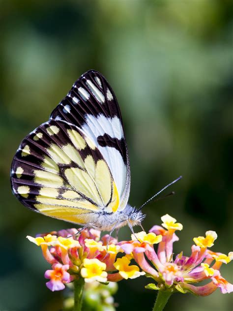 Butterfly on Flower Wallpaper - iPhone, Android & Desktop Backgrounds