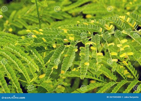 Sengon Paraserianthes Falcataria Leaves In The Nursery In Yogyakarta