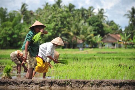 Petani Indonesia Dalam Pusaran Zaman Kompaspedia