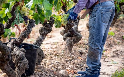 Todo El Sector Del Vino Expresa Su Absoluta Decepci N Por La Falta De