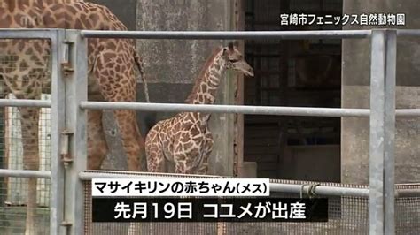 宮崎市フェニックス自然動物園で先月誕生 マサイキリンの赤ちゃん 一般公開始まる Tbs News Dig