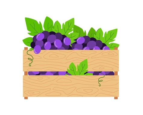 Cachos De Uvas Roxas Em Caixa De Madeira Ilustra O Em Vetor De