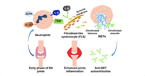 The Role Of Neutrophil Extracellular Traps Nets In The Pathogenesis