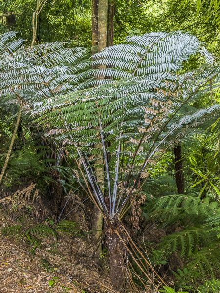 Fougère arborescente argentée Cyathea dealbata Le Jardin du Pic Vert