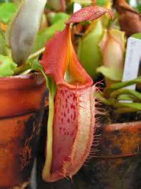 Veitchii batu lawi | TerraForums Venus Flytrap, Nepenthes, Drosera and ...