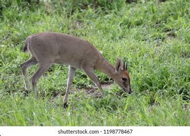 180 Common Duiker Images Stock Photos Vectors Shutterstock